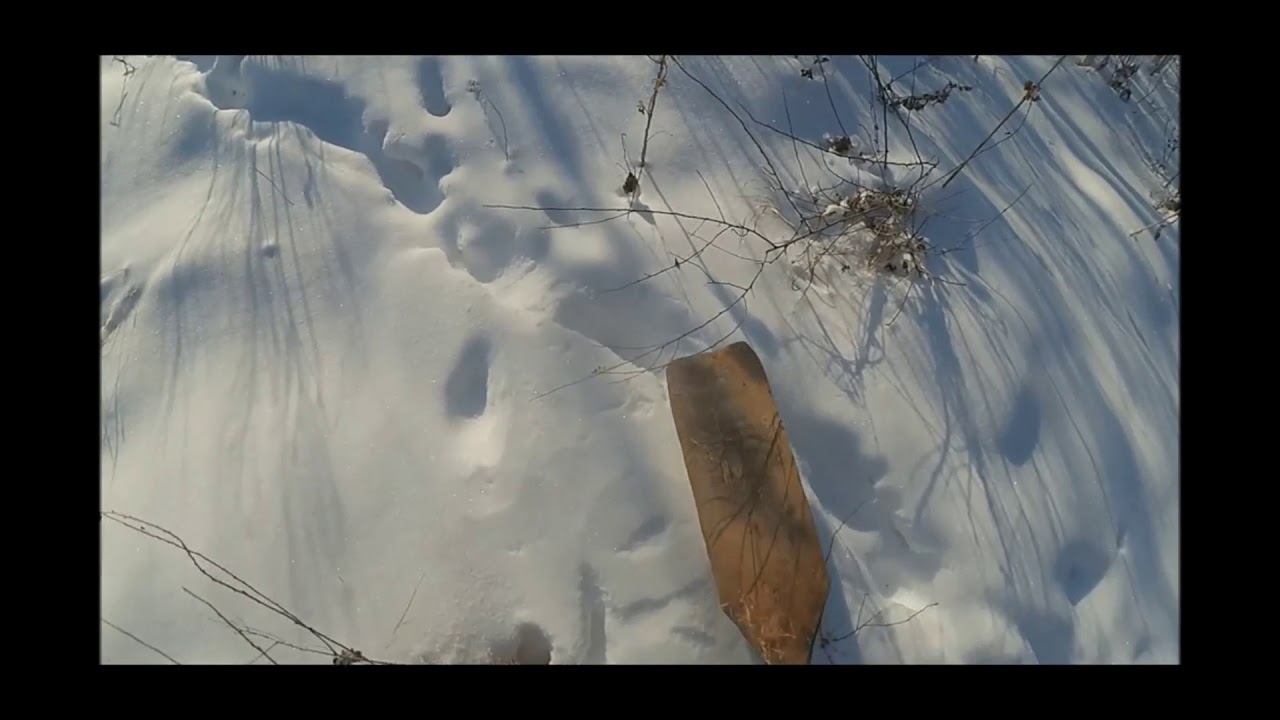 Начало установки капкана в след на волка.