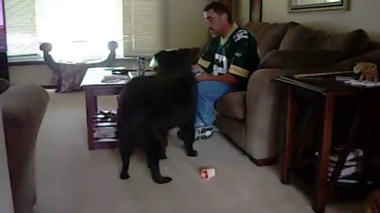 Dog Fetches Owner a Beer during Football
