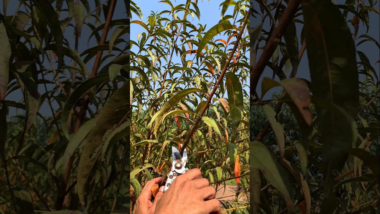 🍑 How to Prune Peach Trees for Bigger, Juicier Fruit#satisfying #pruning #shorts
