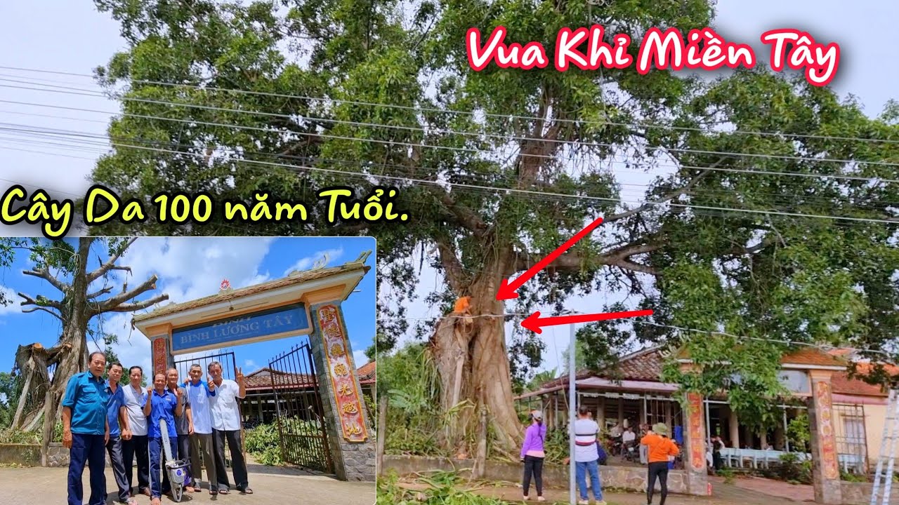 Vua Khỉ Miền Tây cắt nhánh cây Da bảy người ôm đầy Hồi Hộp.