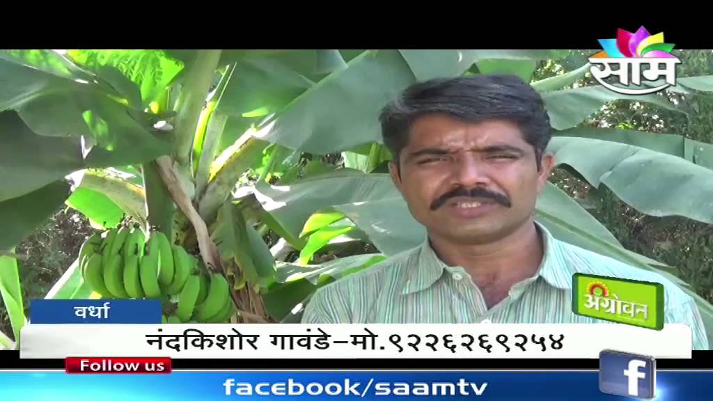 NandKishore Gavande's Gaolao (गवळाऊ)cow conservation success story