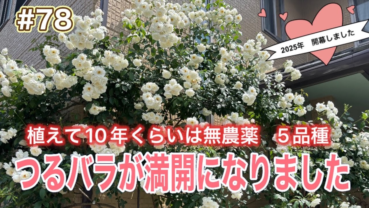 #78《5月のガーデン》つるバラ満開です／つるアイスバーグ／ティージングジョージア／ピエールドロンサール￼／ブランピエールドロンサール／コンテスドゥセギュール／南国のつるバラ