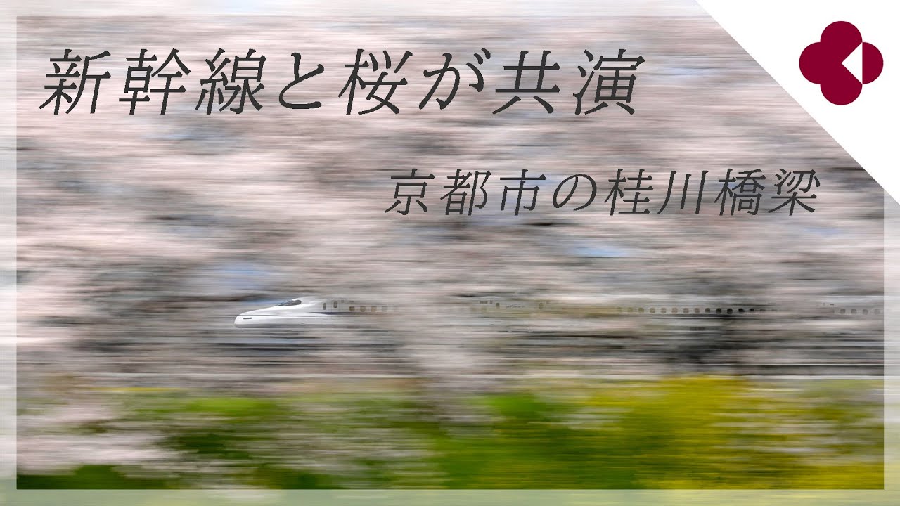 京都市・桂川と天神川の合流点で桜と新幹線が共演(2025年4月6日　京都市南区・西京区)