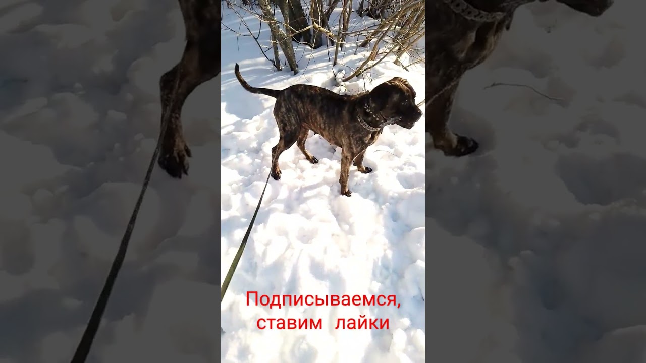 Бой с кустами))bush fight))) Утренняя прогулка,morning walk)(Cane Corso,Кане Корсо, Dog,  собака))))