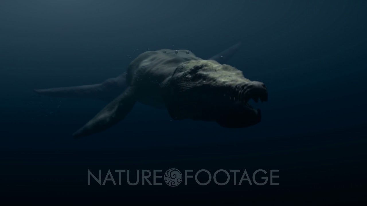 Liopleurodon - A Kronosaur - Among The Largest Carnivores Ever. Contemporaries Of The Dinosaurs