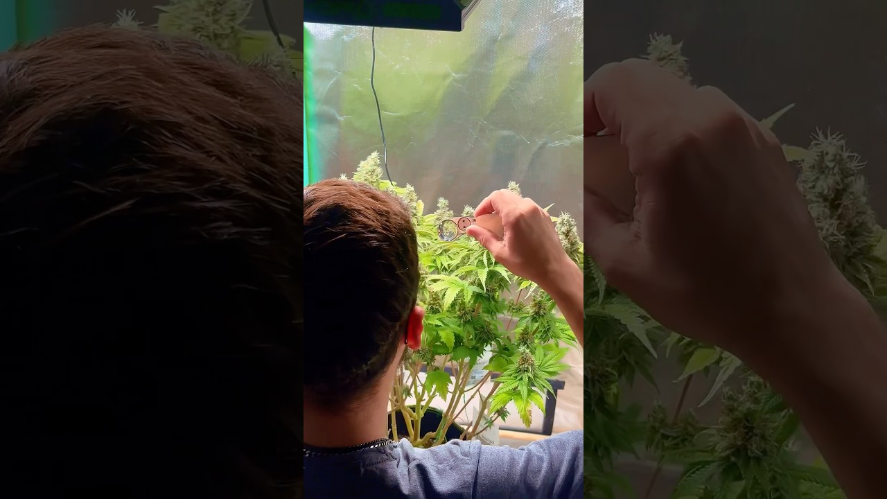 Tropicana Cookies Week 10 &ndash; Harvest Day
