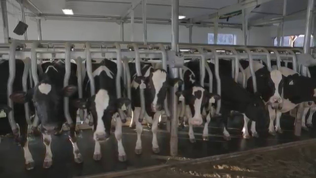 Proper Animal Mortality Disposal