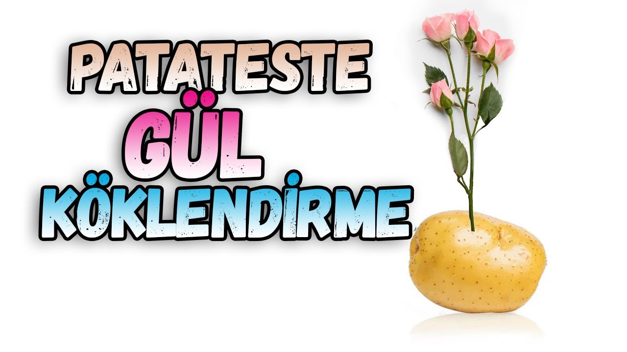 Patateste Bal ile G&uuml;l K&ouml;klendirme | G&uuml;l Aşısı