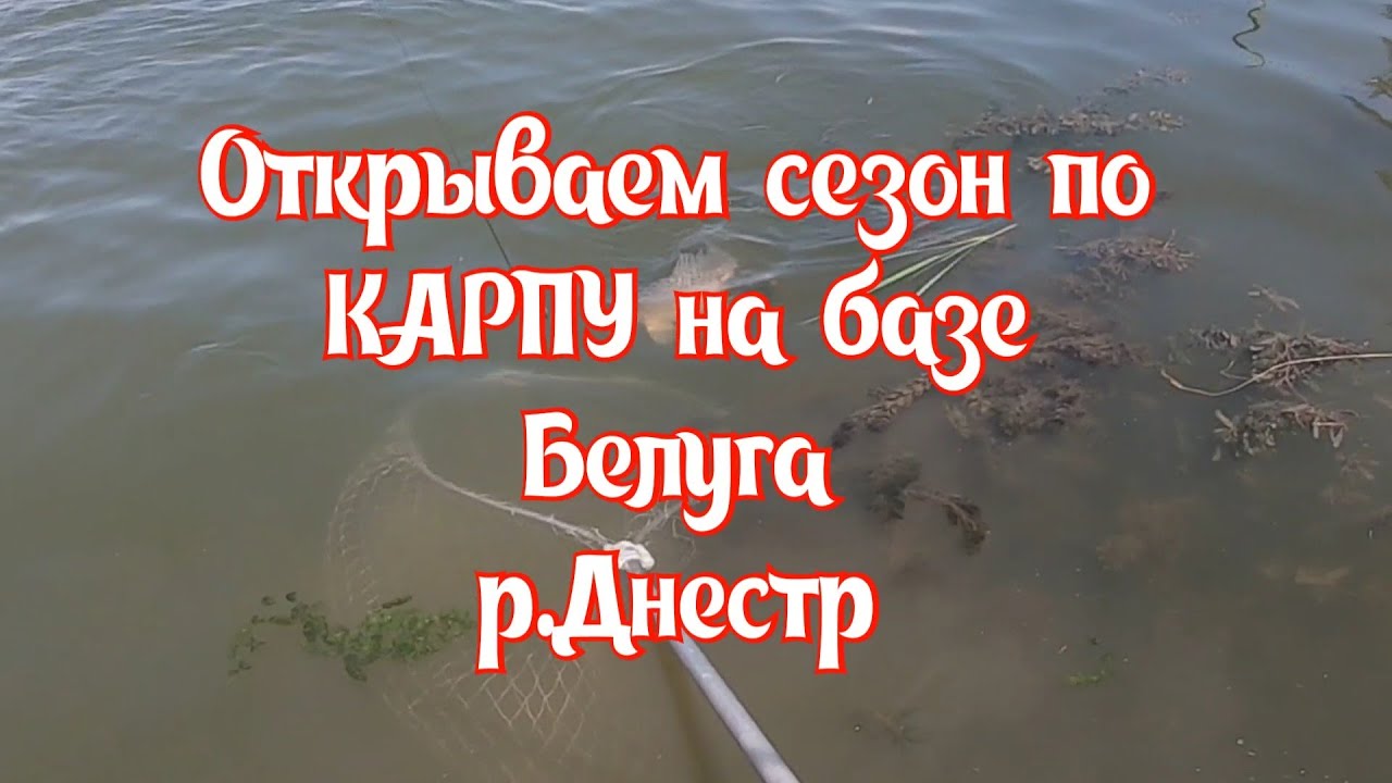 Открываем сезон на Карпа ,база Белуга 6 июня 2023 г.