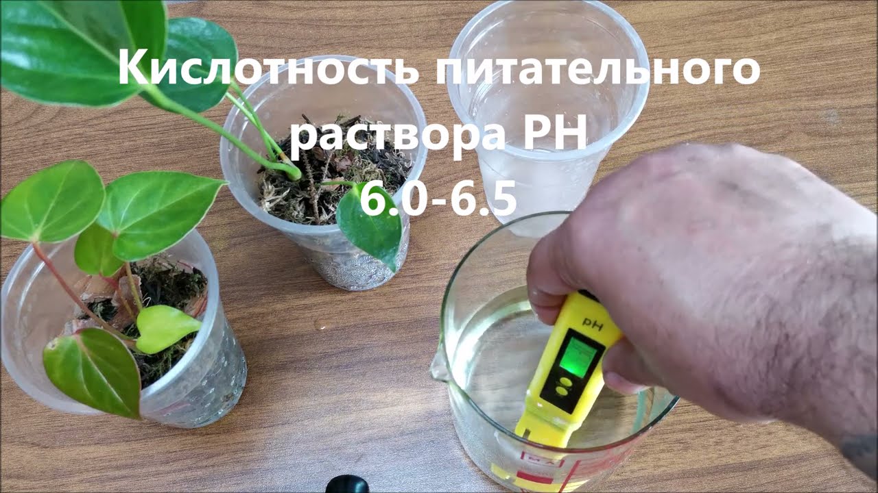 Выращивание антуриумов во мху с подкормками методом погружения
