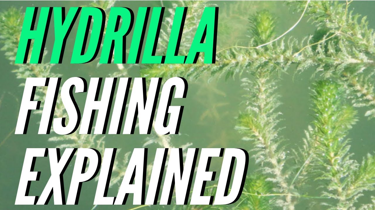 Fishing Hydrilla Explained (A Bass MAGNET)
