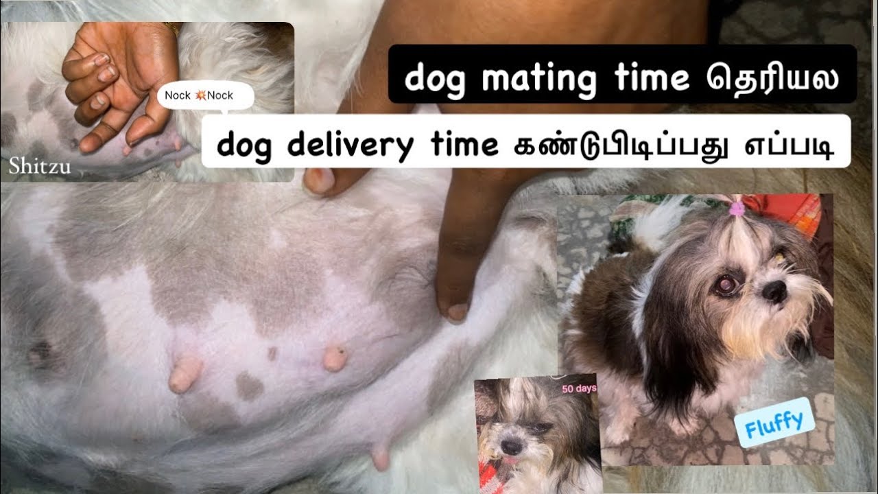 😰dog delivery time கண்டுபிடிப்பது எப்படி🤔⁉️/ watch full video #shitzu