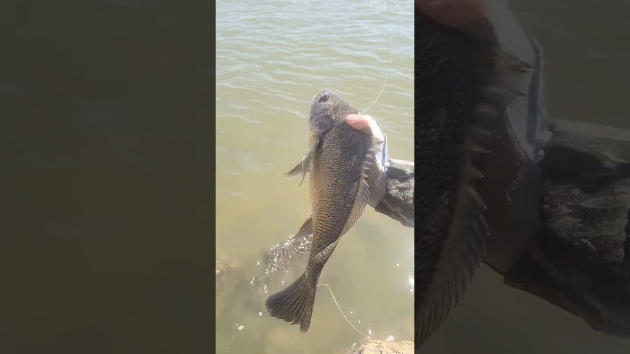 the quickest I've ever filled a live basket full of sandbass INSANE PRESPAWN BITE!!!