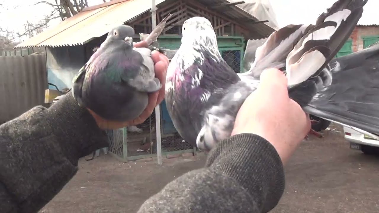 20  февраля  на Полегоне  голуби  Очеретино