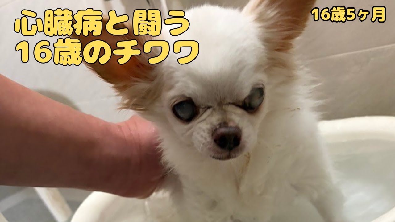 老犬チワワ 心臓病になっても元気に生きてます。16歳5ヶ月になりました。
