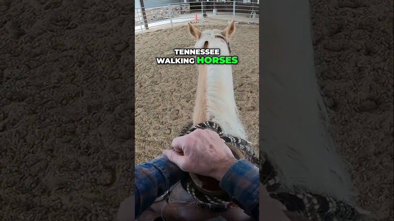 Tennessee Walking Horses: Elevation and Elegance Unleashed