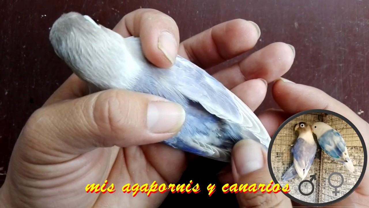 Mutaciones hermosas entre fischer y personata (agapornis, lovebirds o fischer)
