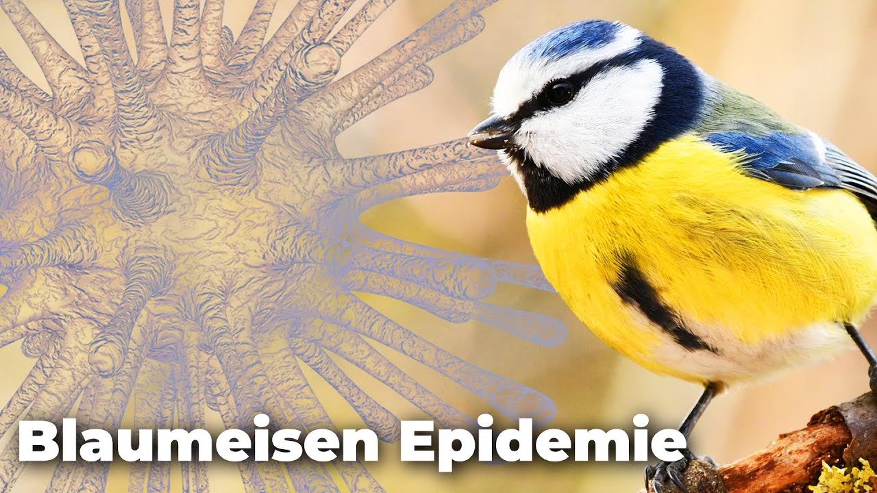 Corona für Vögel? Blaumeisen fallen mysteriösem Erreger zum Opfer - Clixoom nature