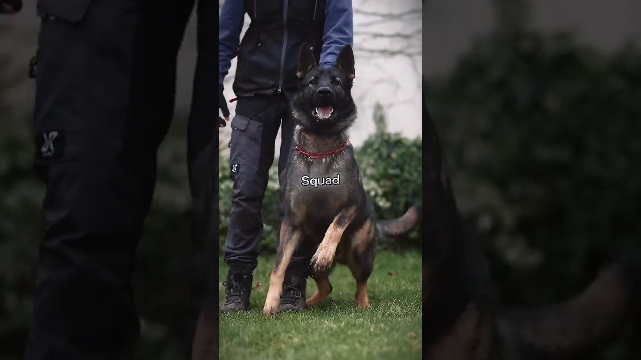 Doberman vs German Shepherd: Ultimate Guard Dog Showdown