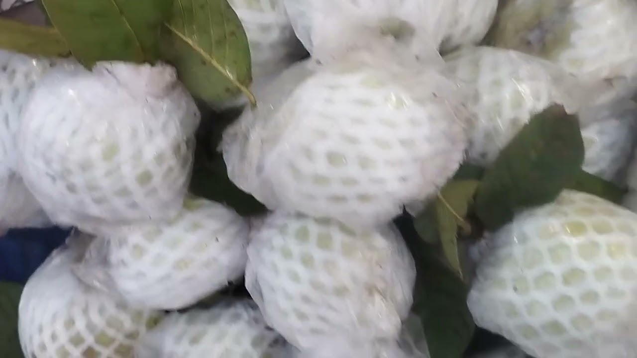 Tiếp Tục Với Công Việc Thường Ngày Của Cô Tiên Miền Tây Bán Trái Cây 