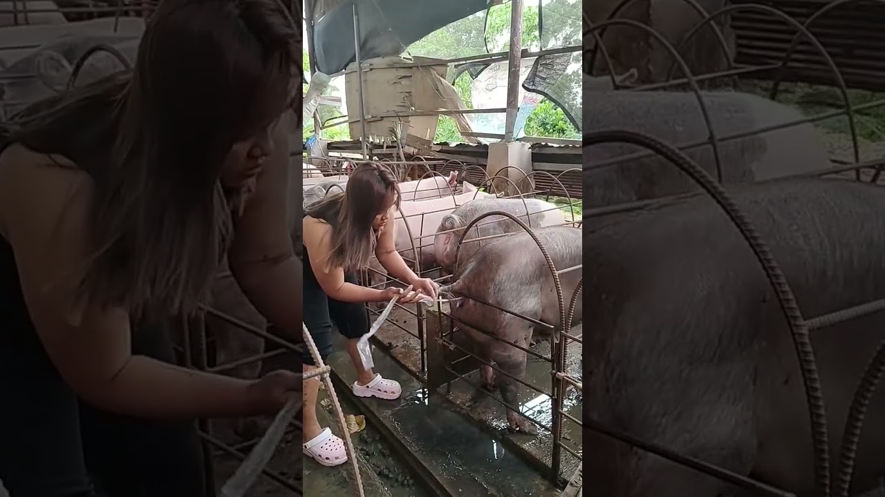 mother pigs work #farmer #pig #hogger #pigbreeding #farming #pigfarming #animals #farmlife