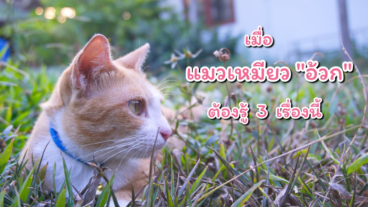 แมวอ้วก แมวอาเจียน ควรรู้ 3 เรื่องนี้