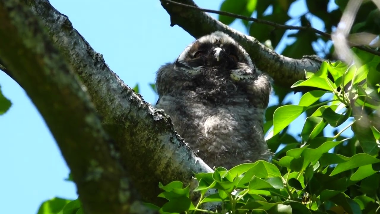 Ästlinge junge Waldohreulen Fiepen Ruf Bettelrufe