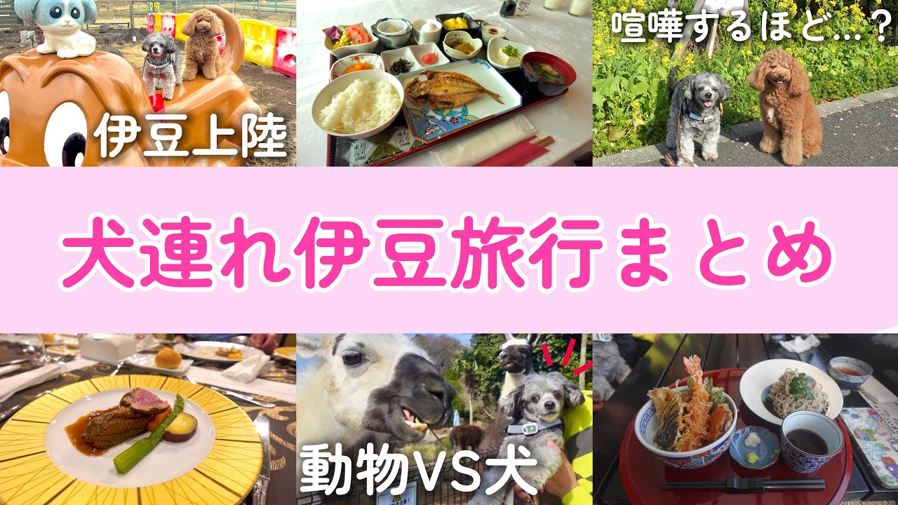 【作業用】イッキ見！犬連れ伊豆旅行総集編スペシャル🌠