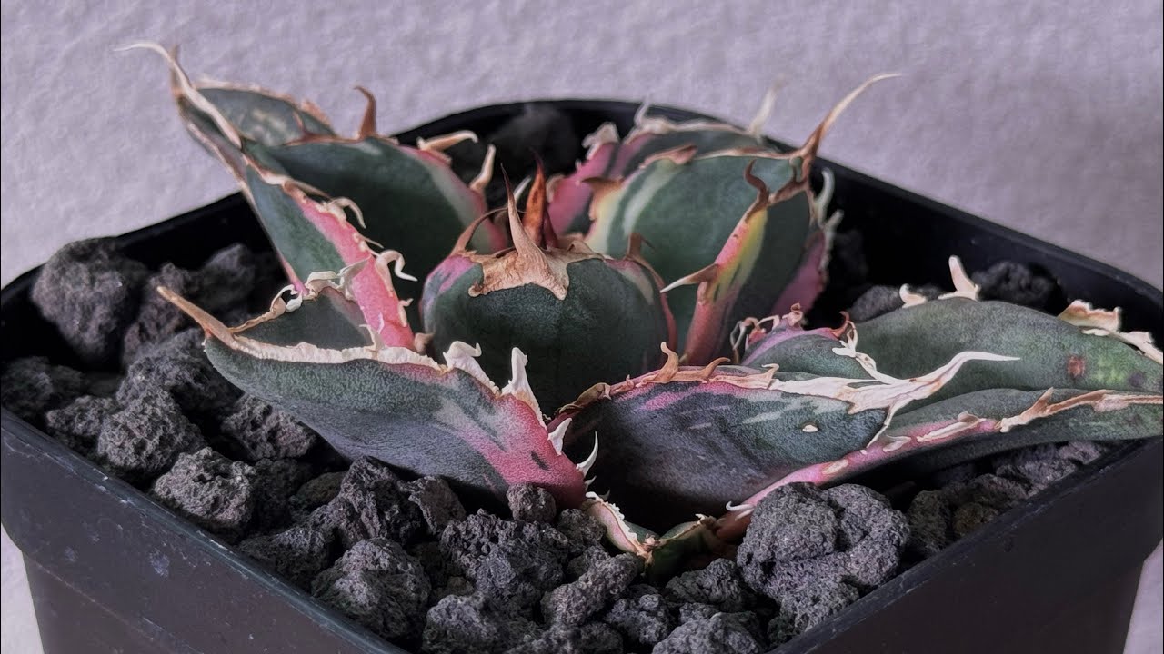 20250922 アガベ・チタノタ白鯨（覆輪）芽-011｜agave titanota white whale ver.margination