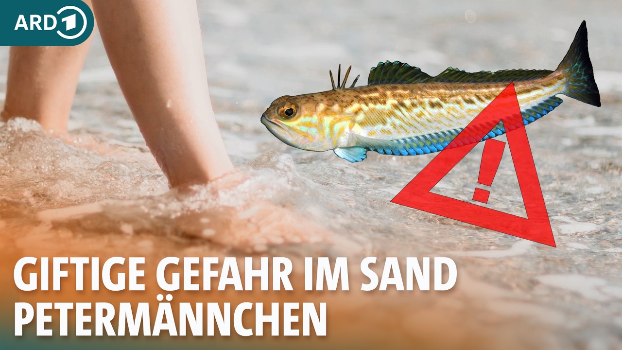 Gift-Gefahr in Nordsee und Ostsee beim Schwimmen: Das hilft bei Stich von Petermännchen | ARD Gesund