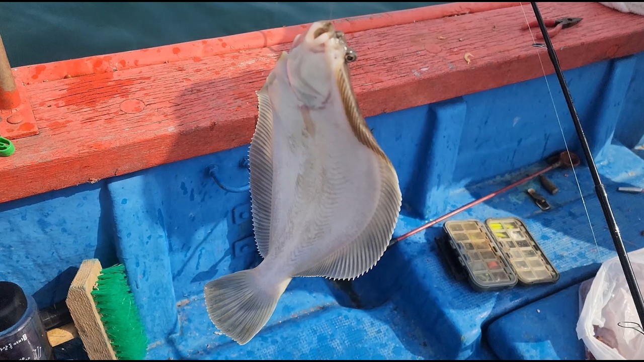 통영 오디세이호 - ODYSSEY. [ 서울친구 참 도다리 맛뵈기 ] #감성돔낚시 #선상낚시#도다리낚시#fishing#낚시#통영낚시#거제낚시#생활낚시#FishinginKorea