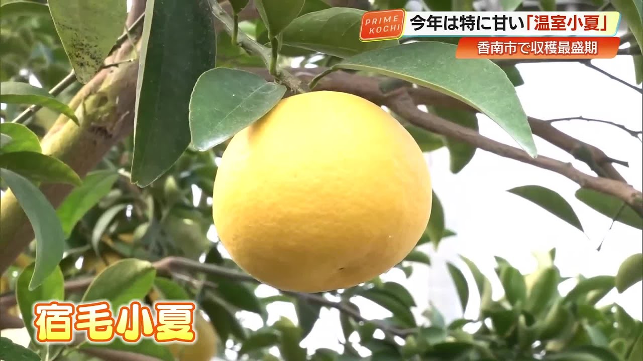ここ3年で最も甘い仕上がり　高知・香南市で『温室小夏』が収穫最盛期、お花見のデザートにも (26/03/09 19:19)