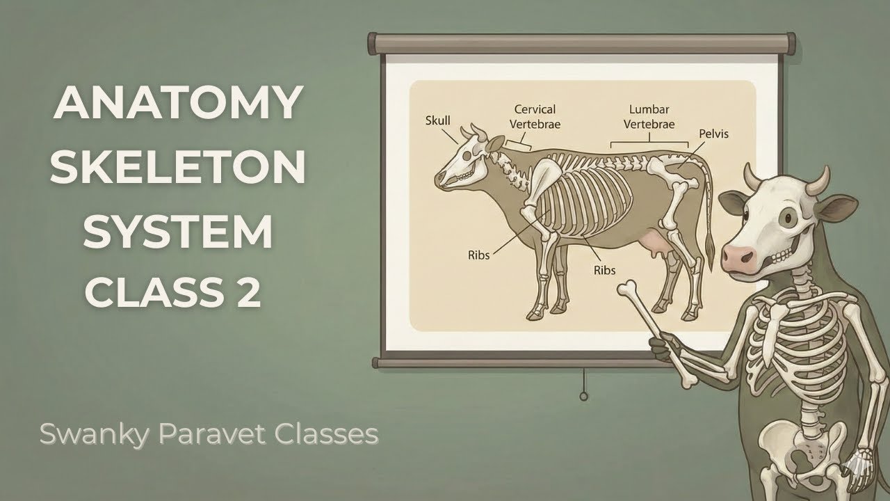 VLDA CLASS | General Anatomy : Osteology Terms & Classification of Bones