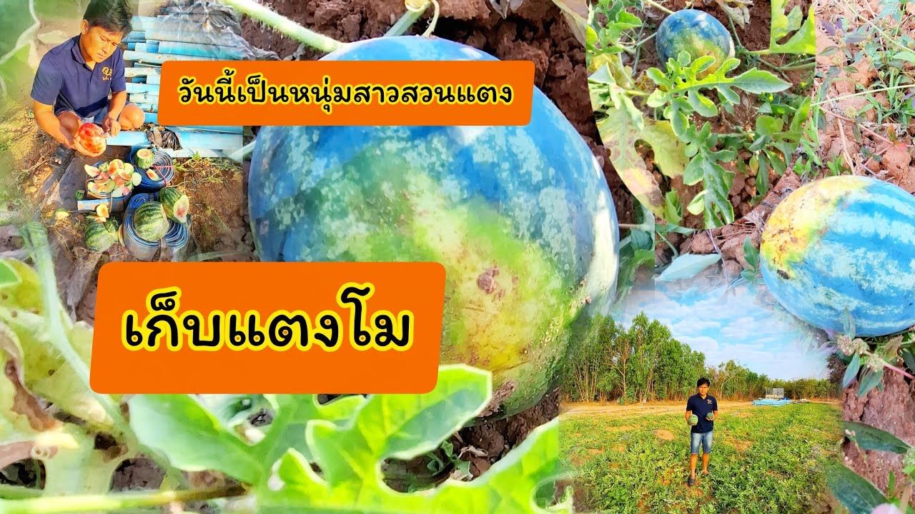 วันนี้เป็นสาวสวนแตง🍉🍉เก็บแตงโมที่เขาไม่เอาเขาโล๊ะทิ้ง มาเก็บไปกินกับแจ่วปลาแดกคือสิมอนคอ