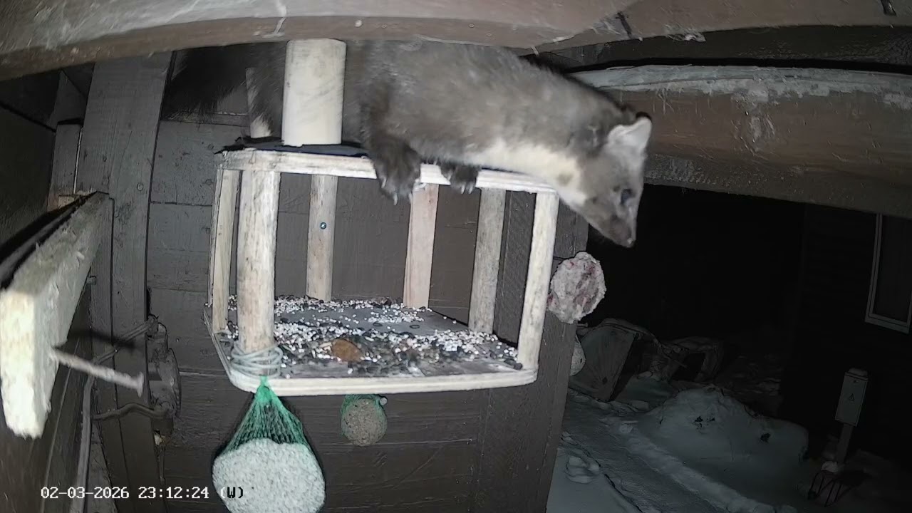 Marten Martan. A little chicken after the raisins would be good. Live Shorts 012