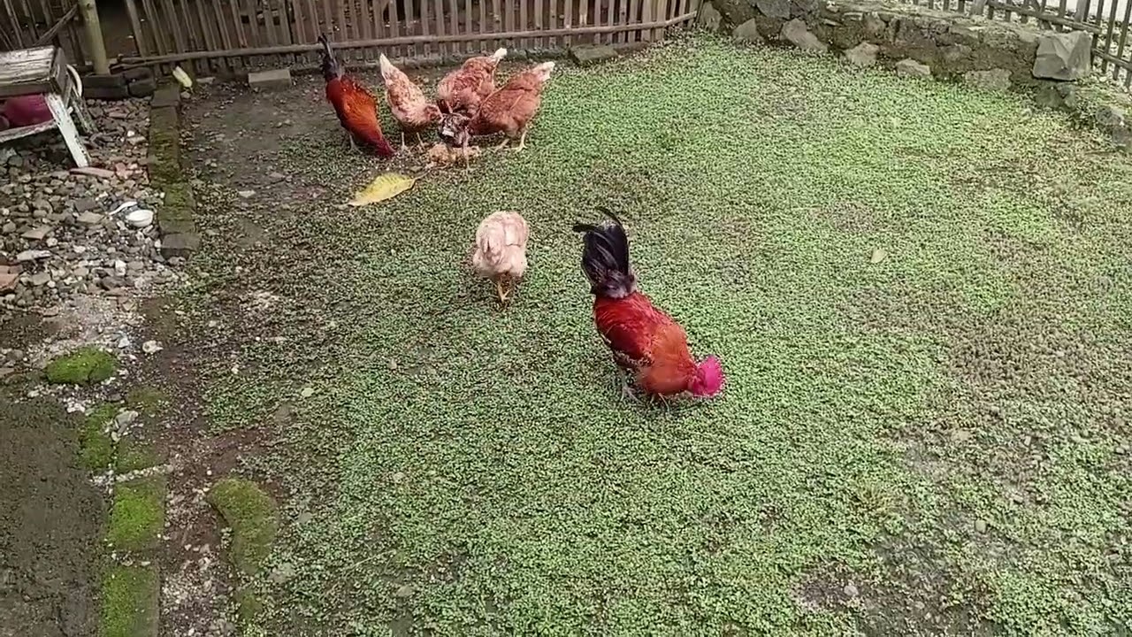 Ayam petelur ku