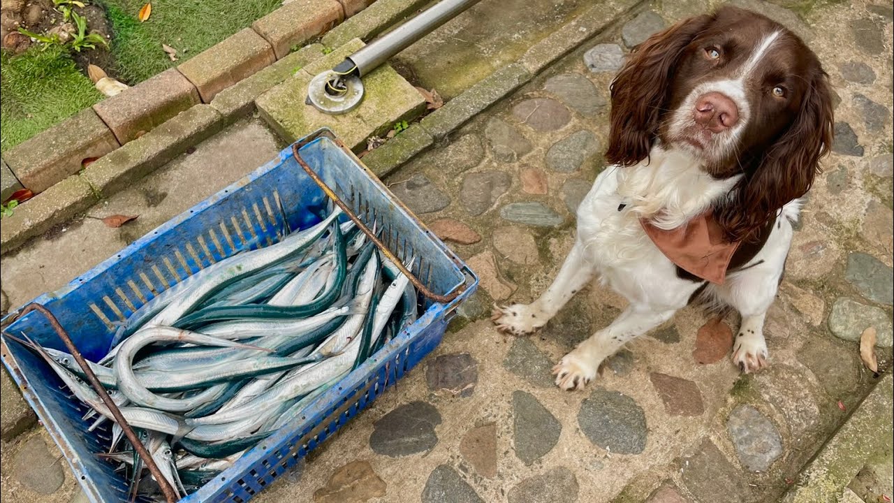 FISH EVERY CAST - Float Fishing For Garfish !