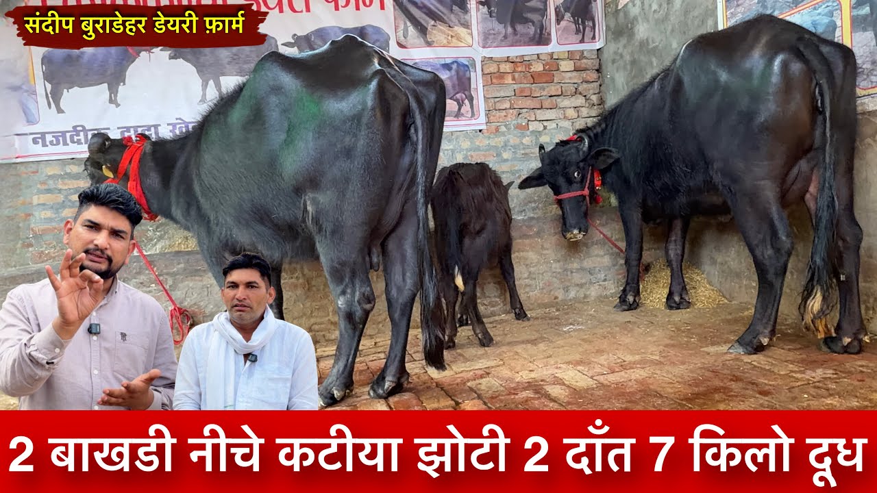 2 ग्याभीन बाखडी चैक पास नीचे कटीया 7 किलो दूध Sandeep Buradehar Dairy Farm  नया धमाका ✅