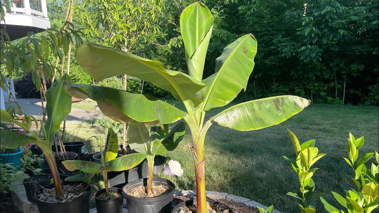 Grand Nain & Dwarf Cavendish banana plant in Zone 6B roughly 3 month update