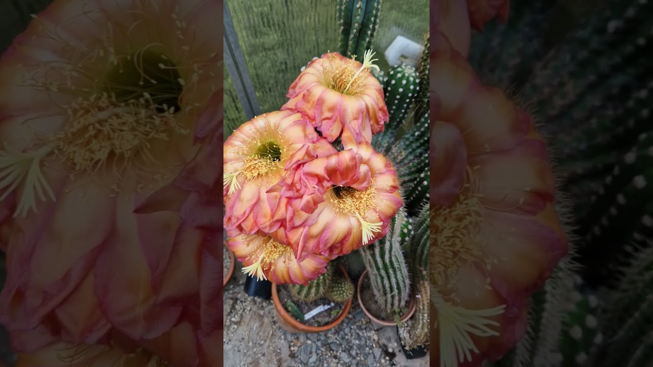 Molten #cactus #flowers #nature #gardening #cactusjerk