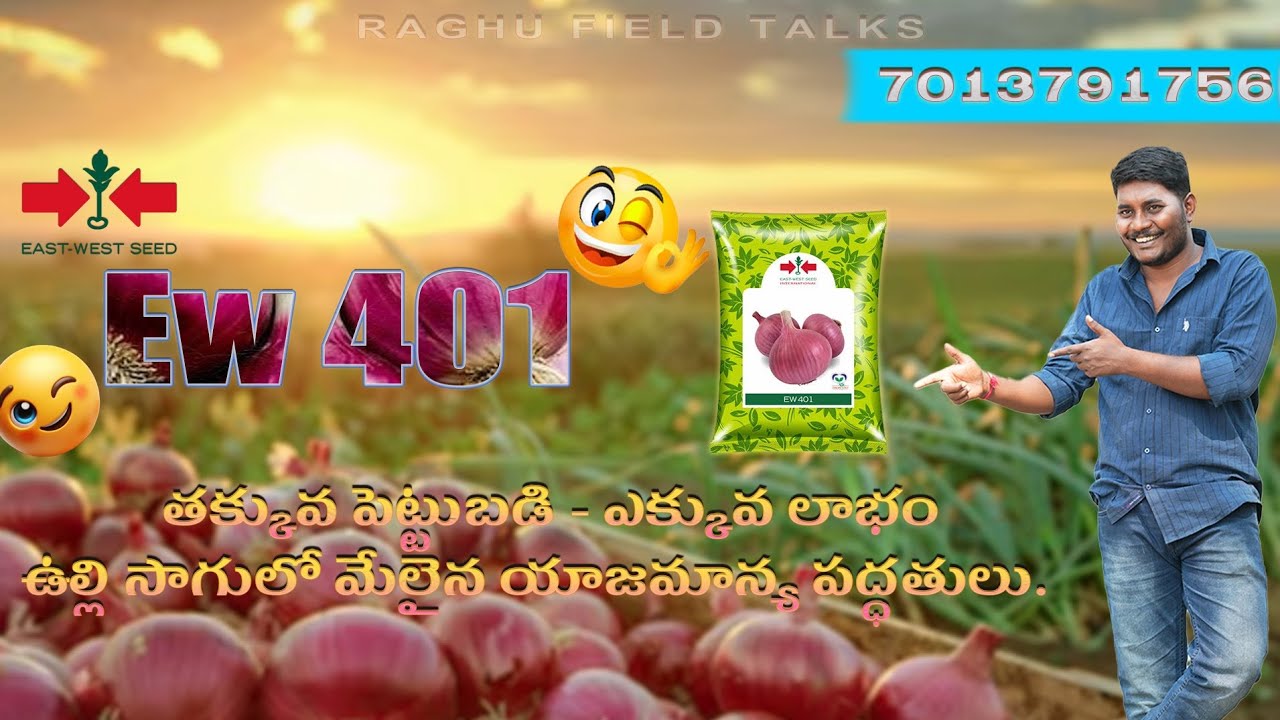 తక్కువ పెట్టుబడి - ఎక్కువ లాభం: ఉల్లి సాగులో మేలైన యాజమాన్య పద్ధతులు 🧅💰