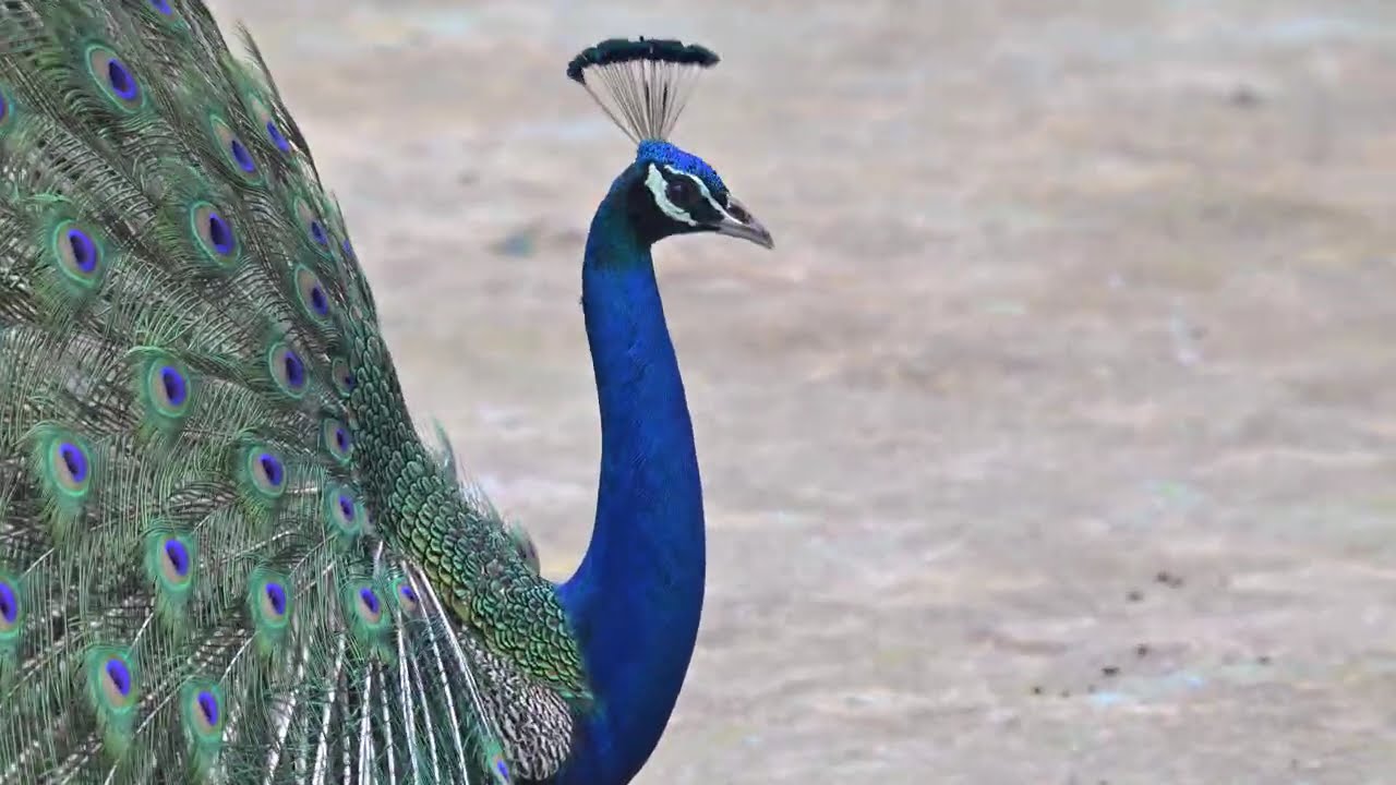 Indian Peacock in 4K