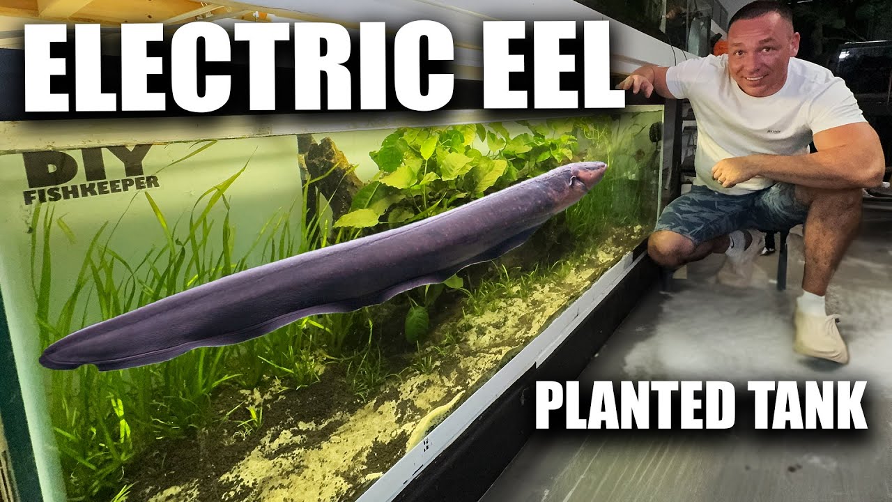 THE most DANGEROUS fish tank in the world: The electric eel aquarium - the king of DIY