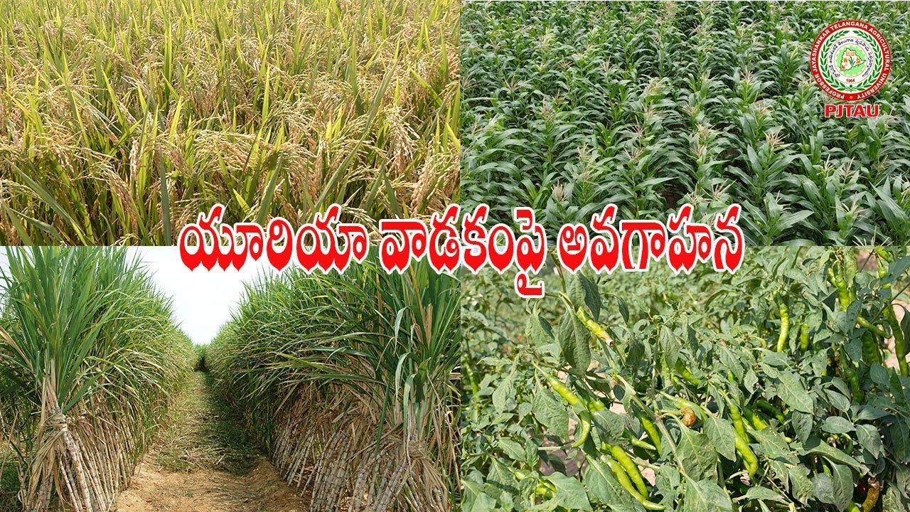 యూరియా వాడకంపై అవగాహన || Awareness on Urea Use || PJTAU