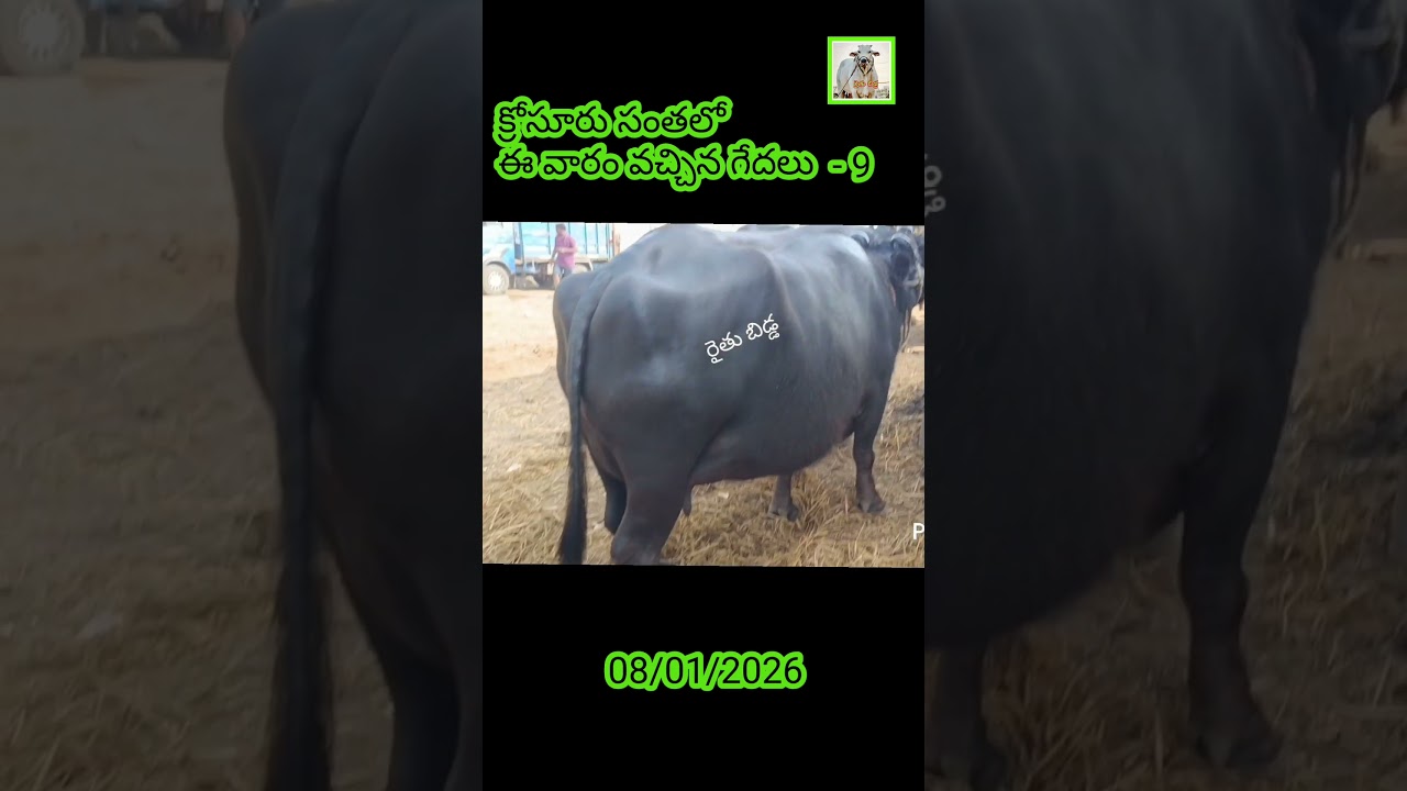 క్రోసూరు సంతలో  ఈ వారం వచ్చిన గేదలు  - 9
