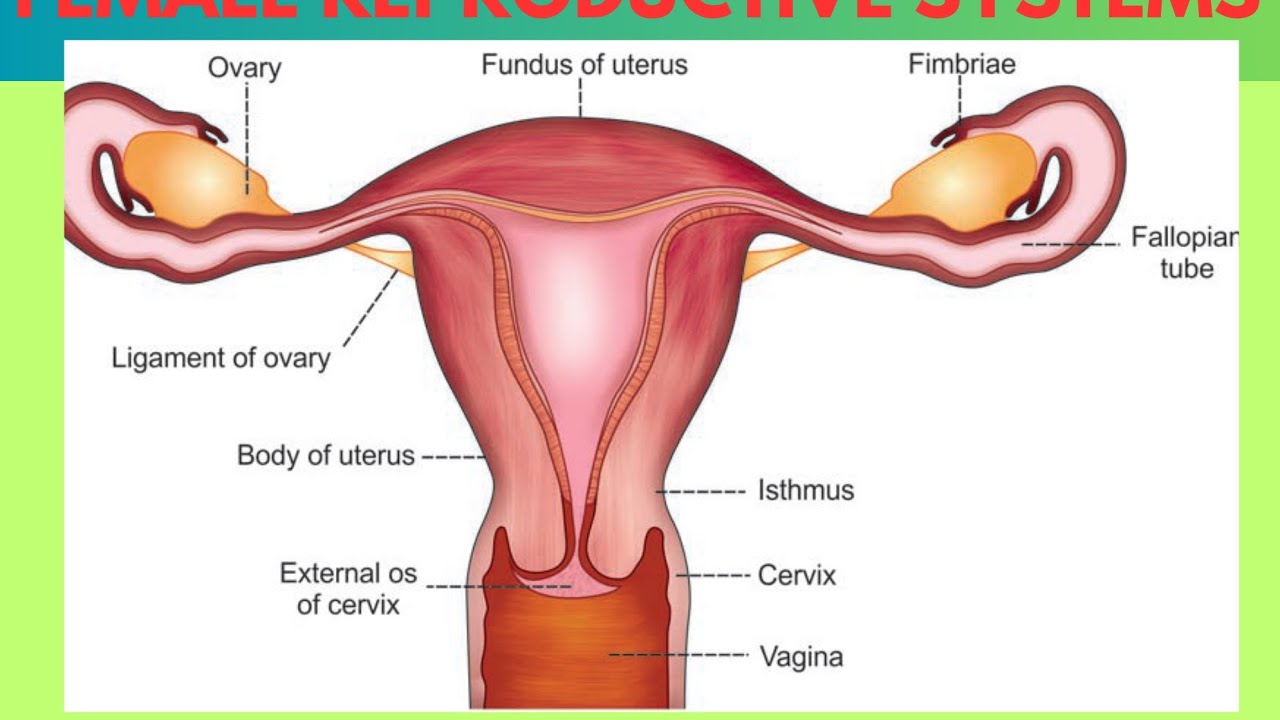13.2. Female Reproductive System (Internal genitalia)