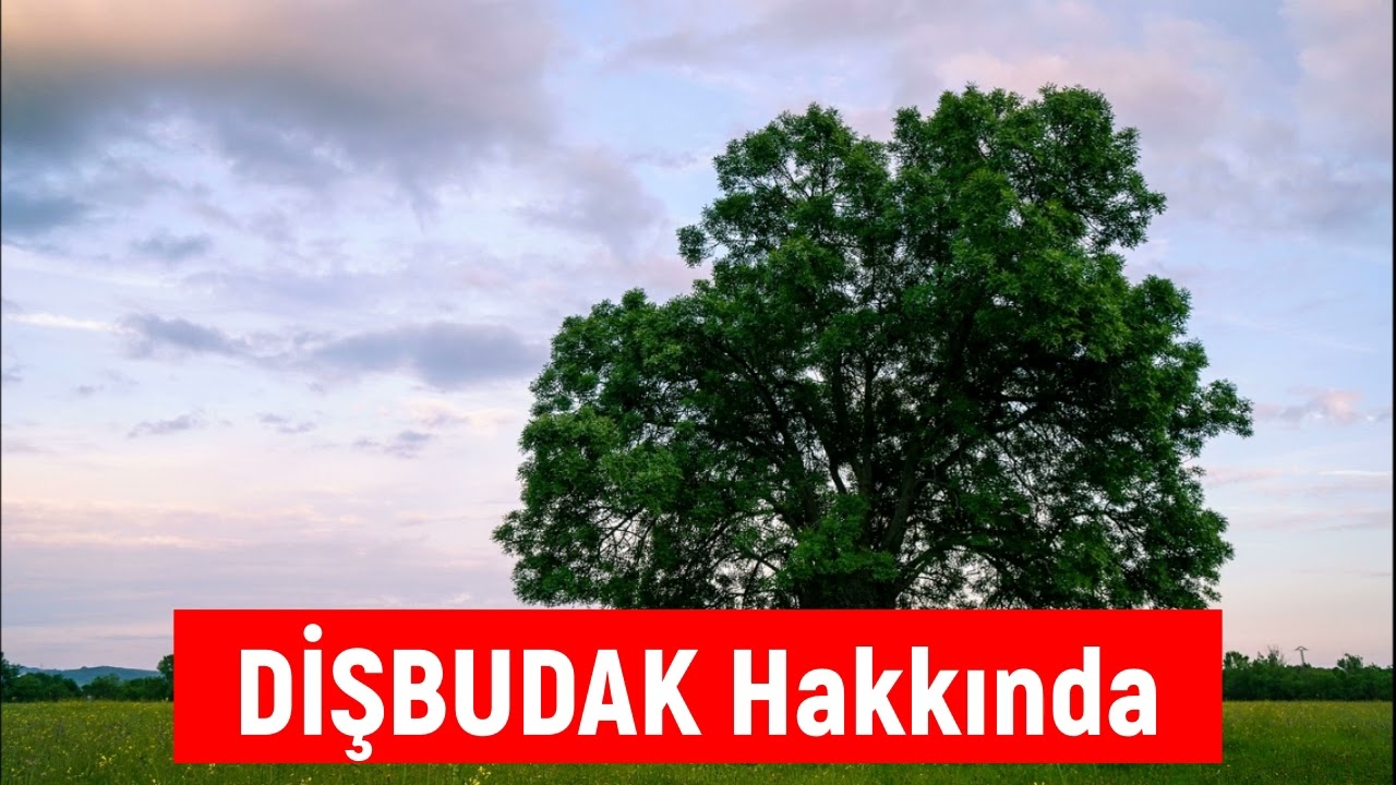 Dişbudak Ağacı &Ouml;zellikleri Faydaları Neler Dişbudak Nerede Yetişir