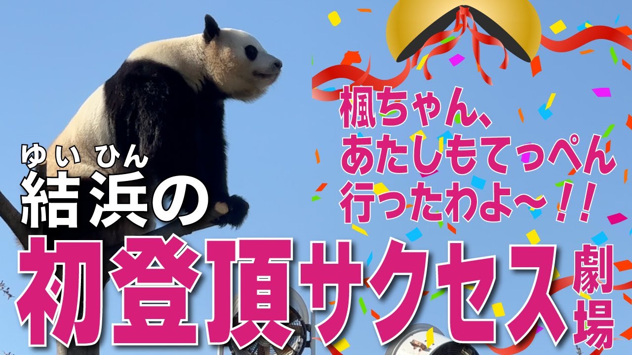 【楓浜&結浜】やっとてっぺん行ったよ〜👍楓浜（ふうひん）結浜との間に確執が？！😳結浜が姉パン🐼プライドをかけての大登頂劇場