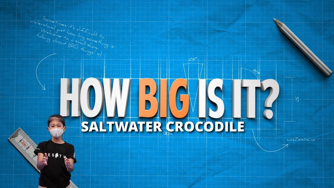 ESTV | How Big Is The Saltwater Crocodile?