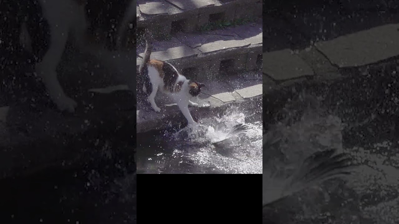 ミケの獲物 #shorts